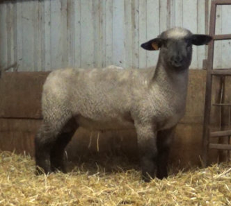 Kleinert 5432 (Kleinert 5236) x Kleinert 154 (Van Cleave 1705).  5548 & 5547 are a set of twins. We are planning to keep and use one and sell or lease the other. their maternal sister is one of our top yearling ewes of 2022 