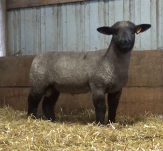 Kleinert 5432 (Kleinert 5236) x Kleinert 154 (Van Cleave).  5548 & 5547 are a set of twins. We are planning to keep and use one and sell or lease the other. their maternal sister is one of our top yearling ewes of 2022